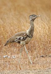 Australian Bustard